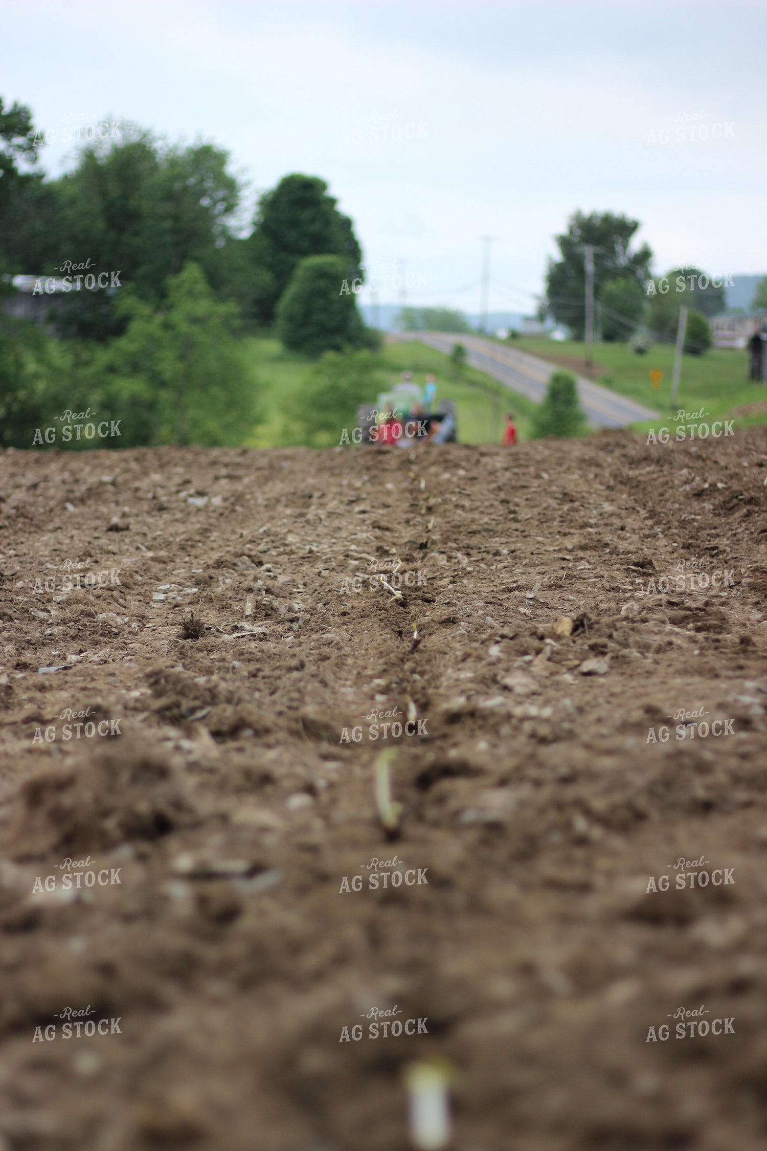 Planting Strawberries 73051