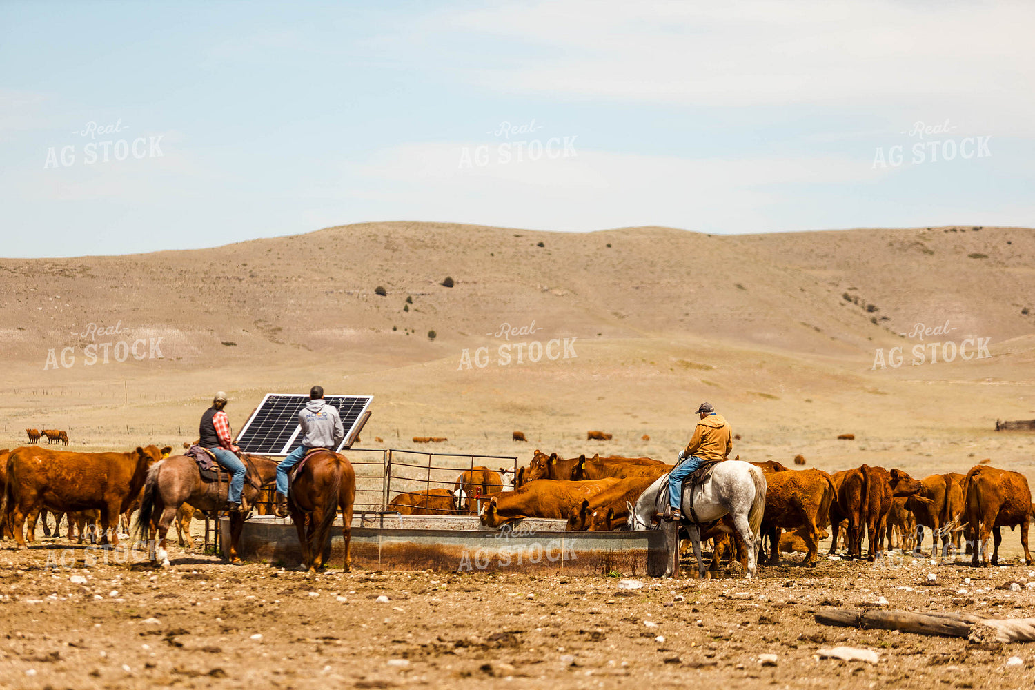 Ranchers Gathering Cattle on Horseback 97196