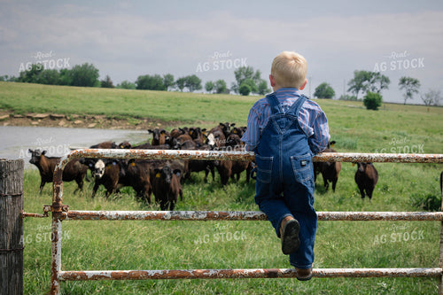 Farm Kid on Fence 219067
