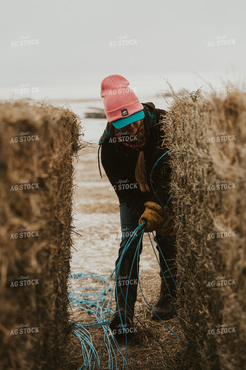 Female Rancher Feeding Cattle 61178