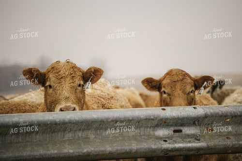 Cattle in Feedlot 70110
