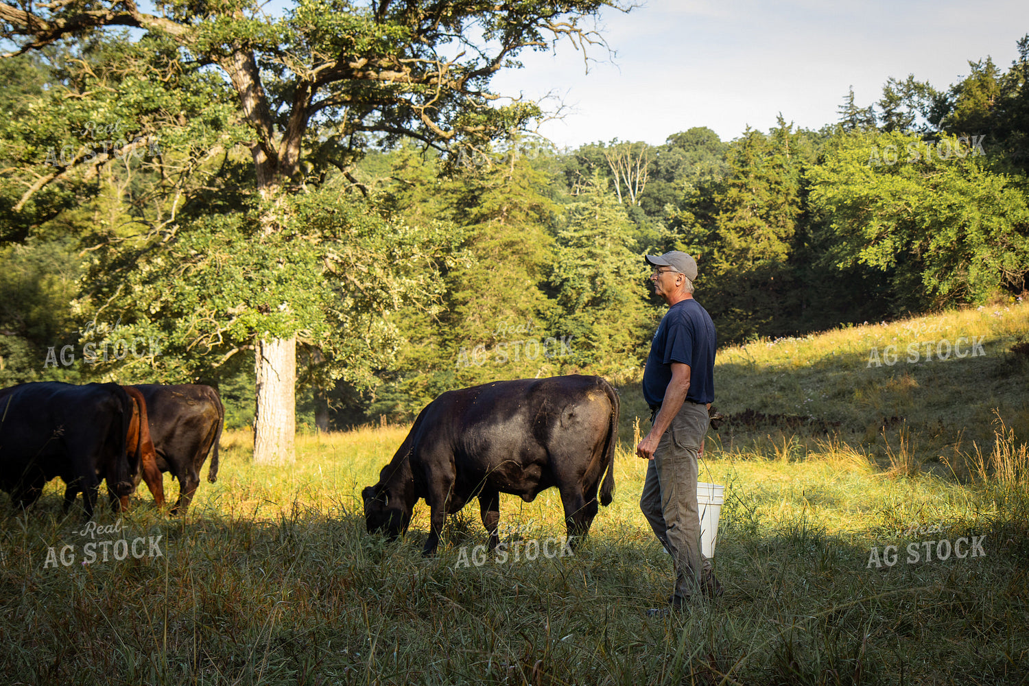 Cattle Producer Checking Herd on Pasture 268415