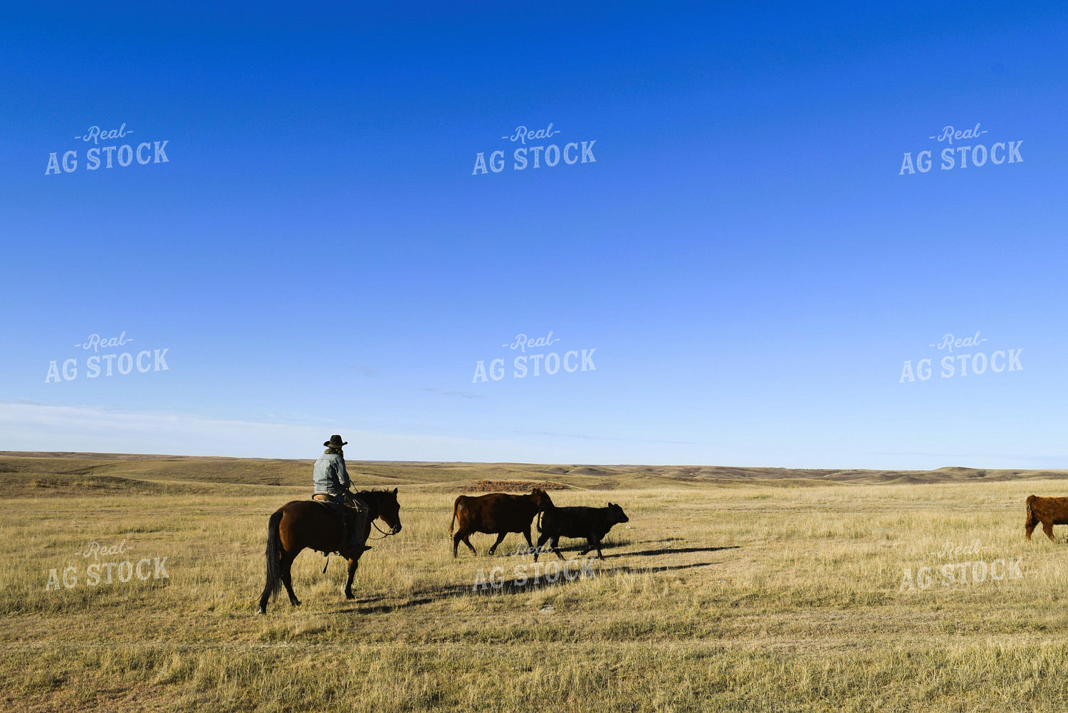 Rancher Moving Cattle on Horseback 284013