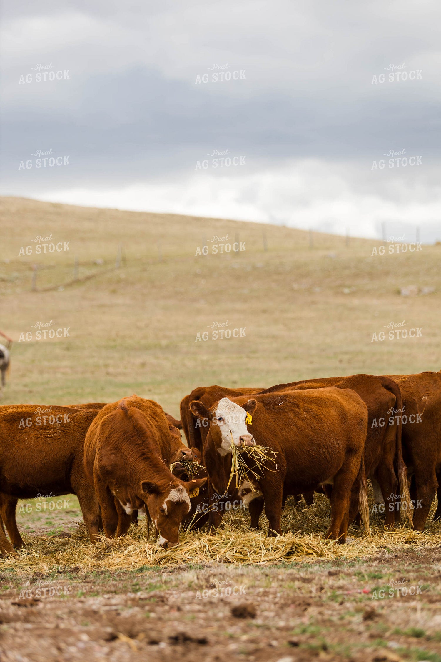 Red Baldy Cattle Eating Hay 97238
