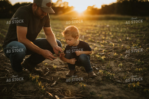 Farmer and Son Digging Up Soybean Plant 6903