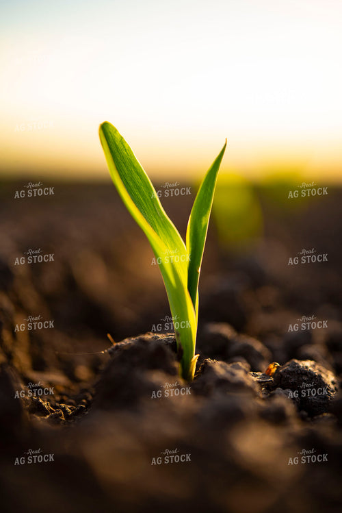 Corn Emerges from Ground 136006