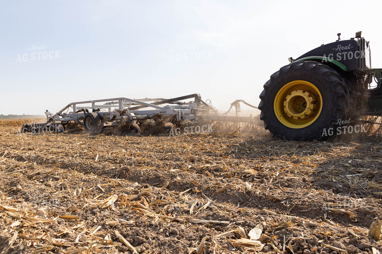 Soybean Plant 79358