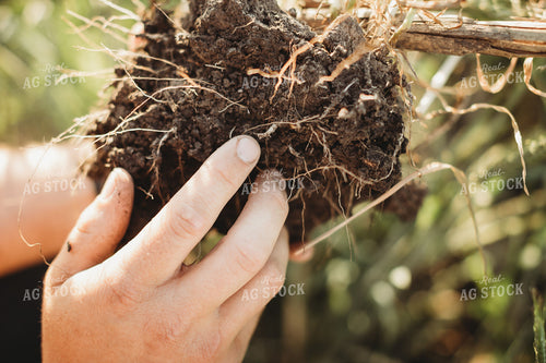 Farmer Agronomist Holding Soil with Rye Cover Crop Roots 5840