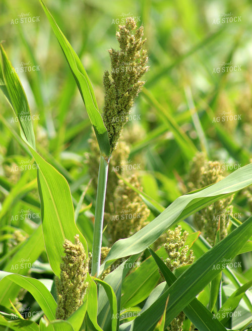 Sorghum 141036