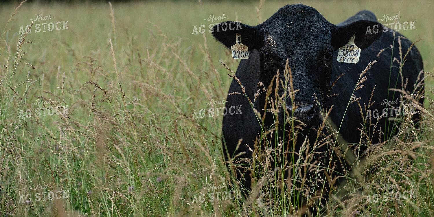 Angus Cow 189059