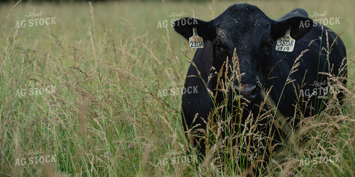 Angus Cow 189059