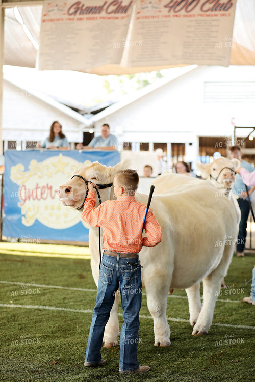 Cattle Show 127136