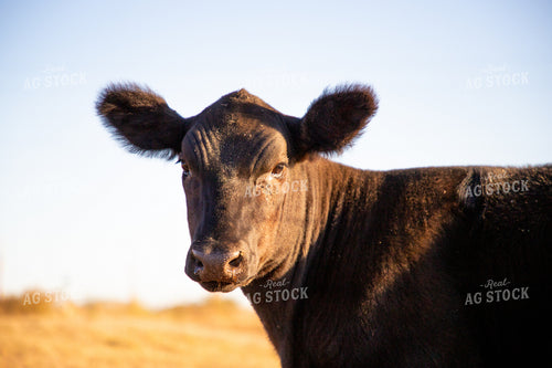 Angus Cow 208033
