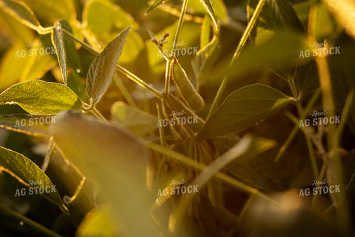 Soybeans - Mid-Season 4912