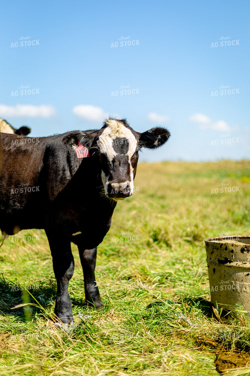 Angus Cross Cattle 155300