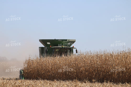 Combine Harvesting Corn 82049