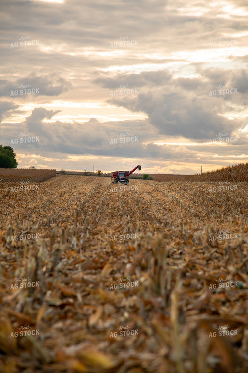 Grain Cart Driving through Corn Field 25569