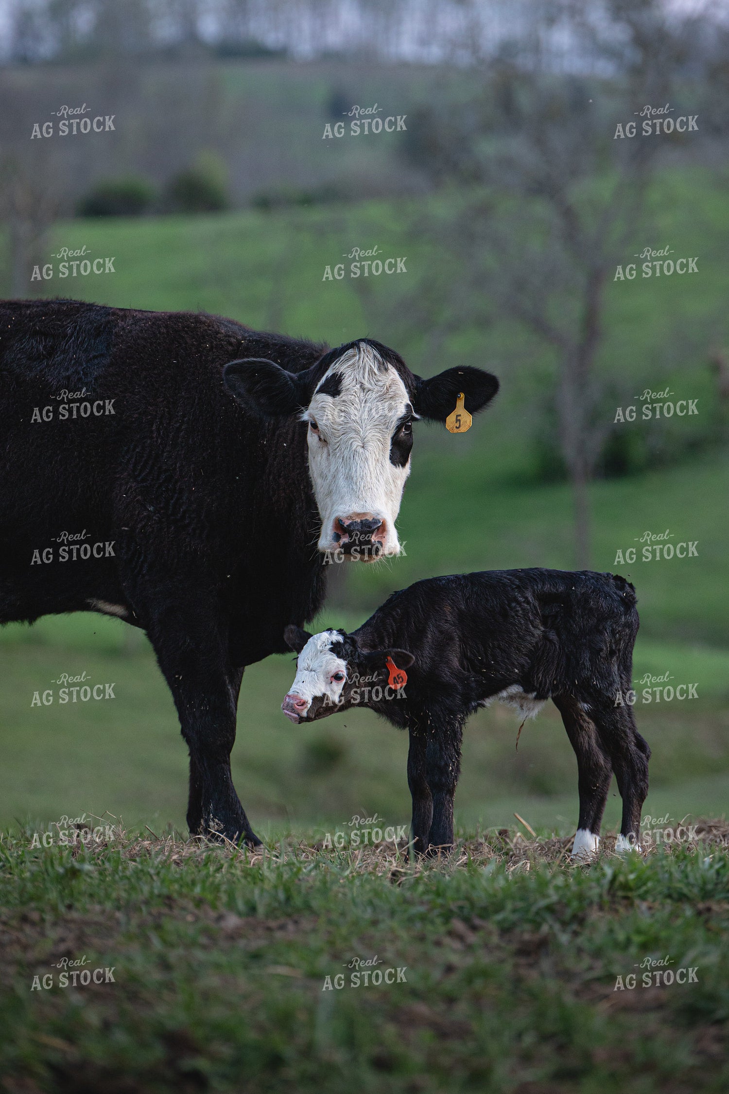 Cow Calf Pair 189036