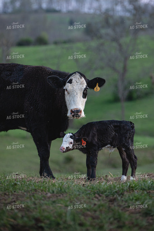 Cow Calf Pair 189036