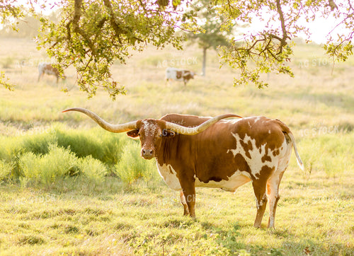 Longhorn Cattle on Pasture 143011