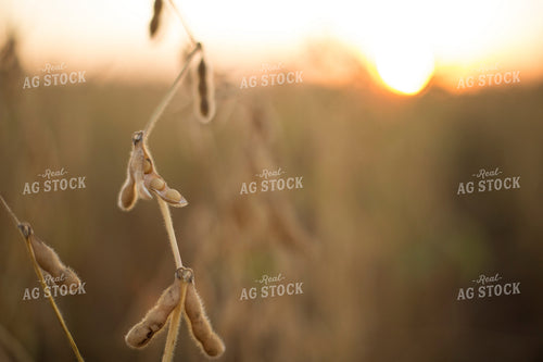 Dried Soybean Pods 93121