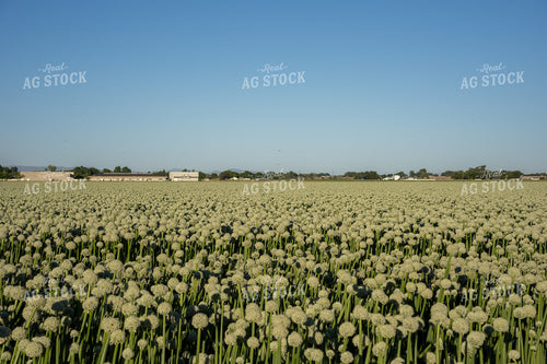 Onion Seed Field 65808