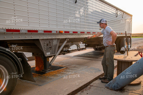 Farmer Unloading Corn from Hopper Bottom Semi to Grain Pit 25473