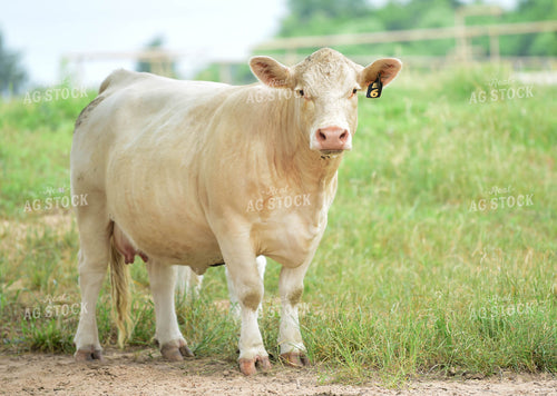 Charolais Cattle 192014