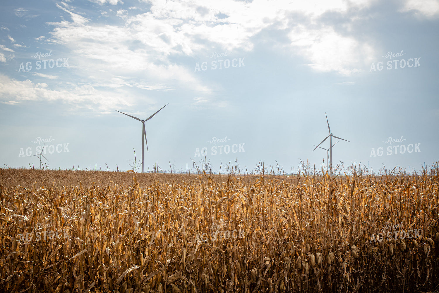 Dried Field of Corn 268176