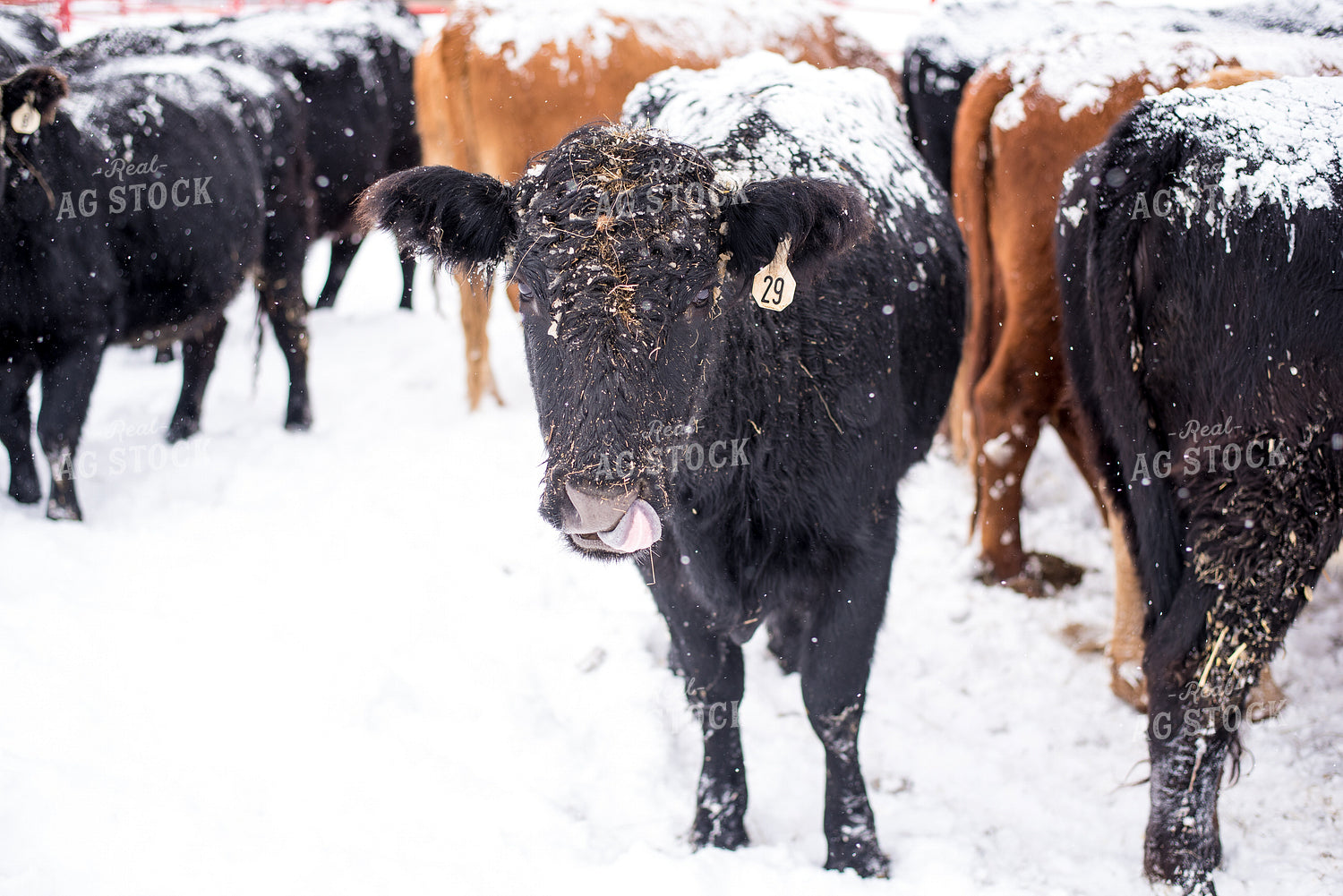 Angus Cow in Snow 74030