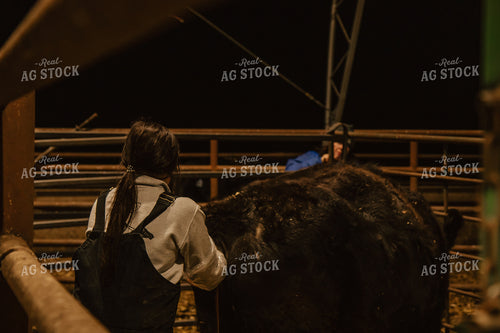 Female Farmer Pulling Calf 67588