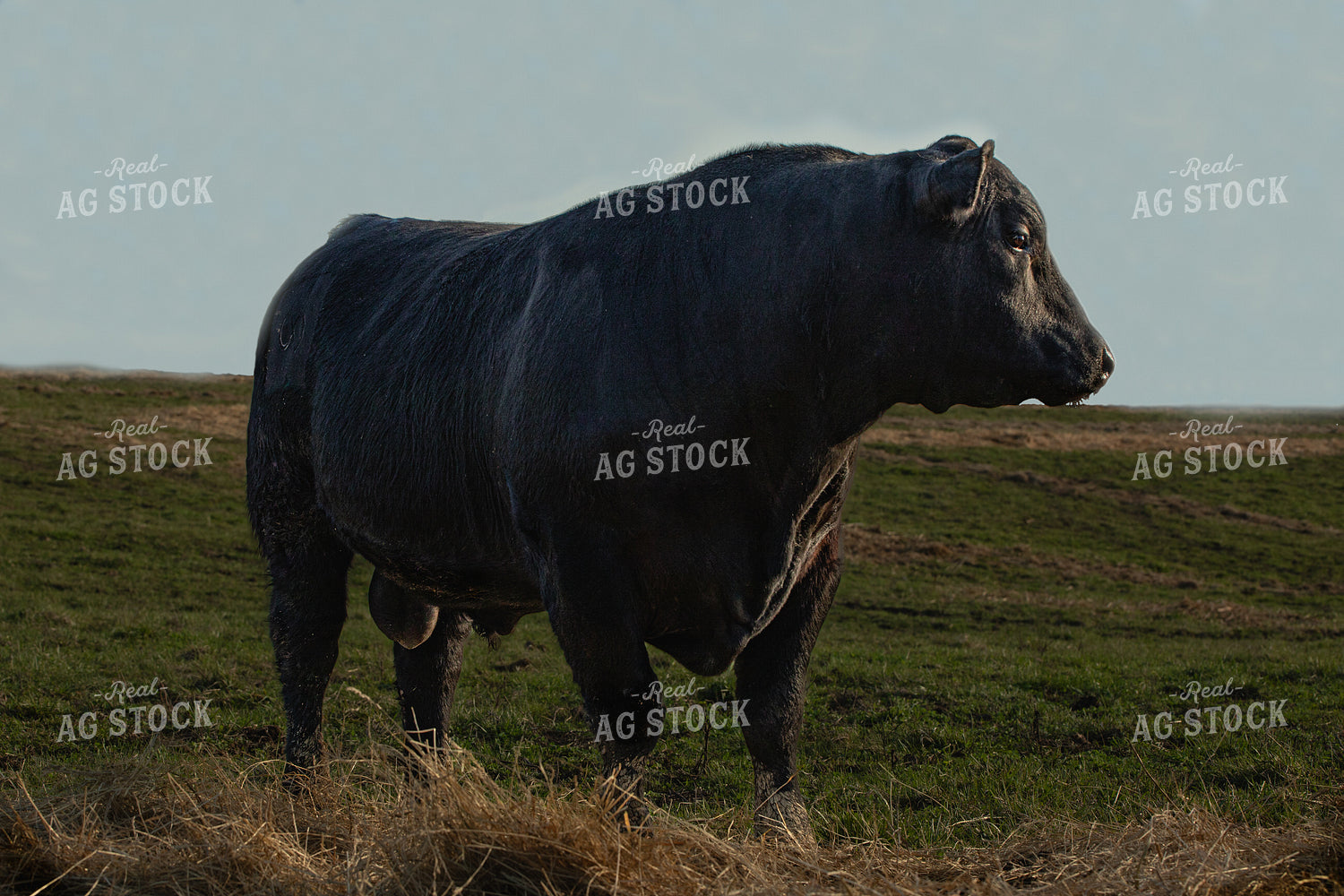 Bull on Pasture 189016