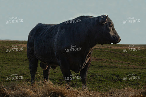 Bull on Pasture 189016