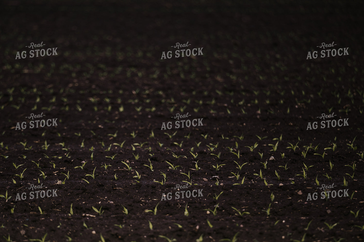 Early Growth Corn 185144