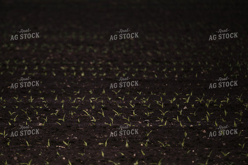 Early Growth Corn 185144