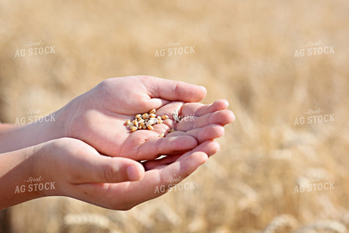 Grains of Wheat 100005