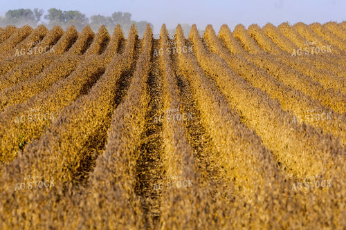Dried Soybeans 154008
