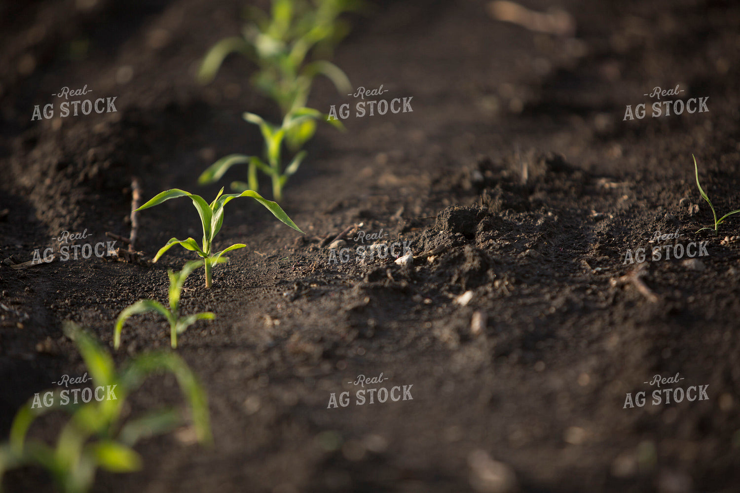 Corn - Early Growth 1049