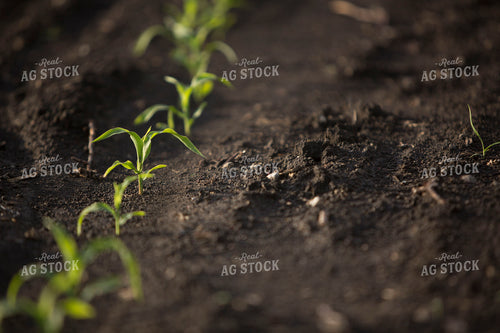 Corn - Early Growth 1049