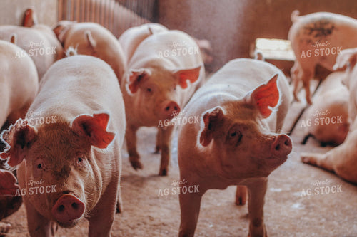 Hogs Lay on Ground 101055