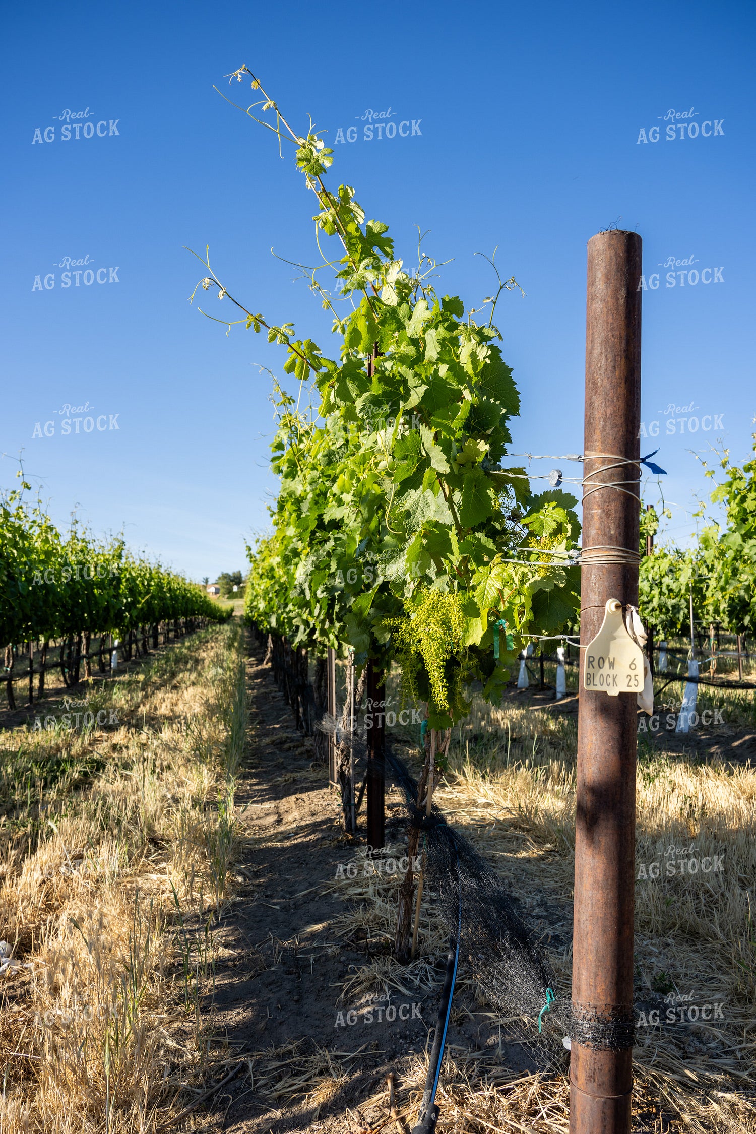 Grapevines 65797