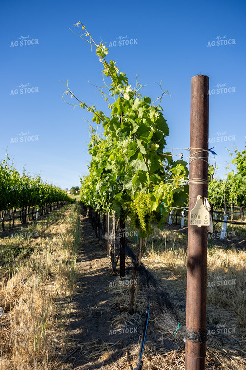 Grapevines 65797