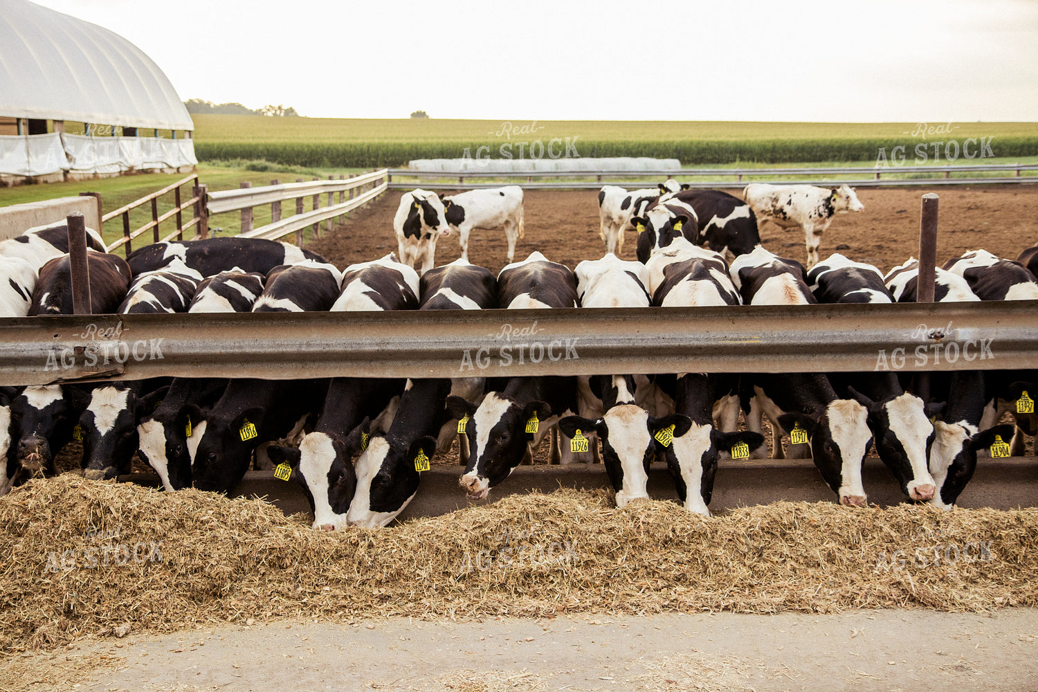 Holstein Cattle in Lot 67395