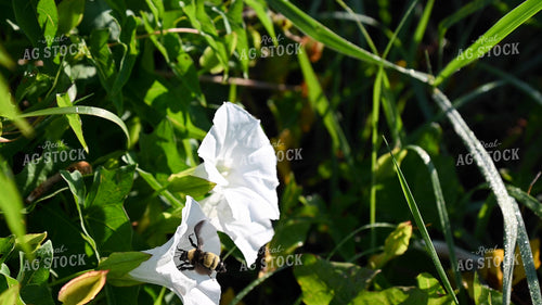 Bee Collecting Pollen from Wildflowers on CRP Land 25066