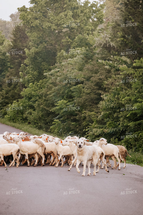 Farm Dog Herding Sheep 220012