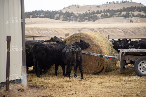 Feeding Cattle with Baler Truck 117261