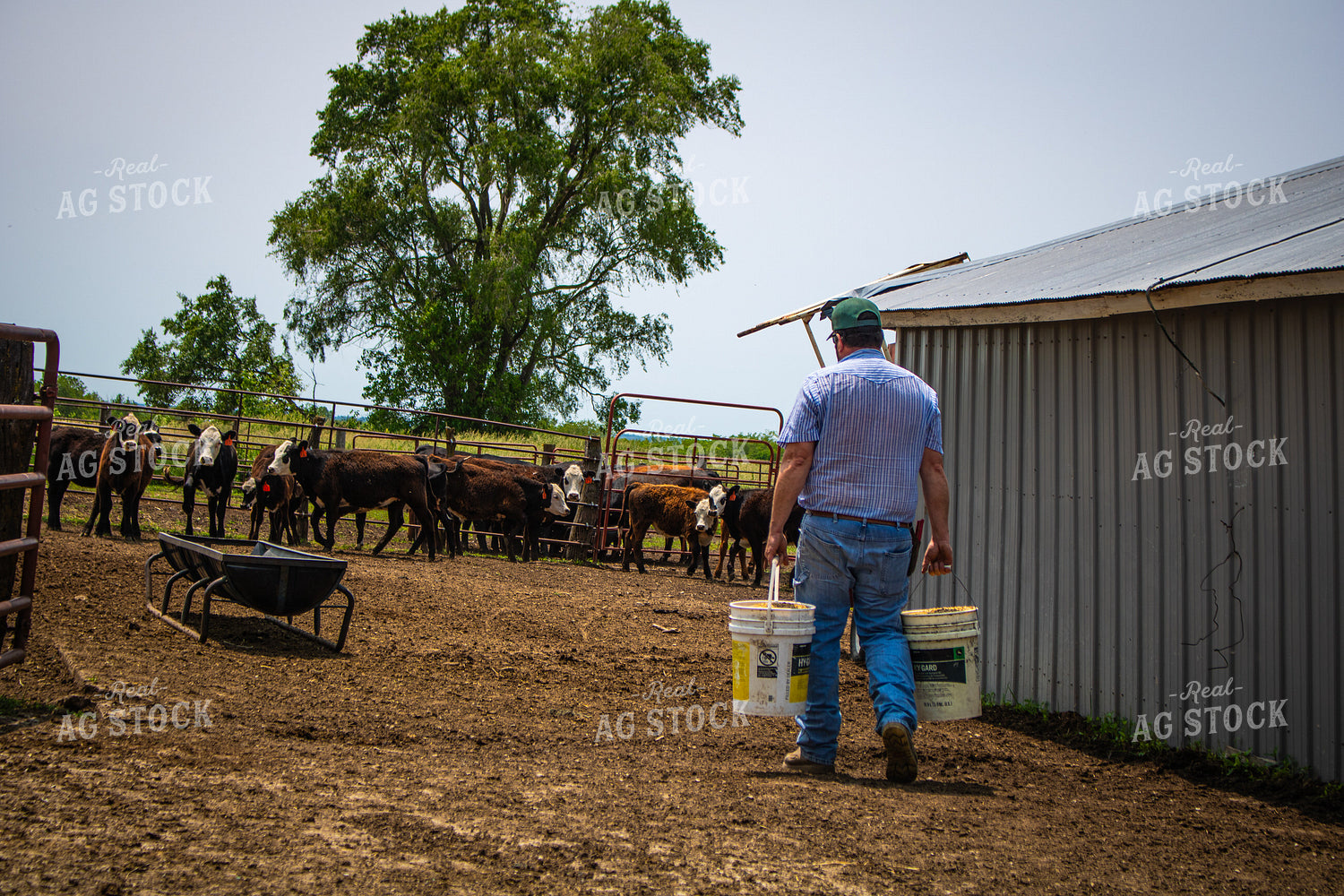 Farmer Feeding Cattle 214150