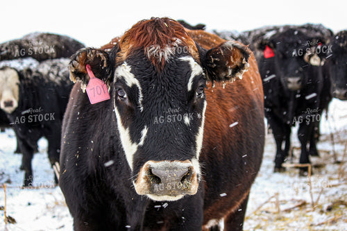 Cattle 155014