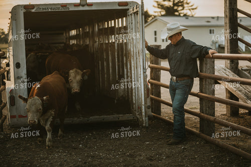 Unloading Cattle 6495