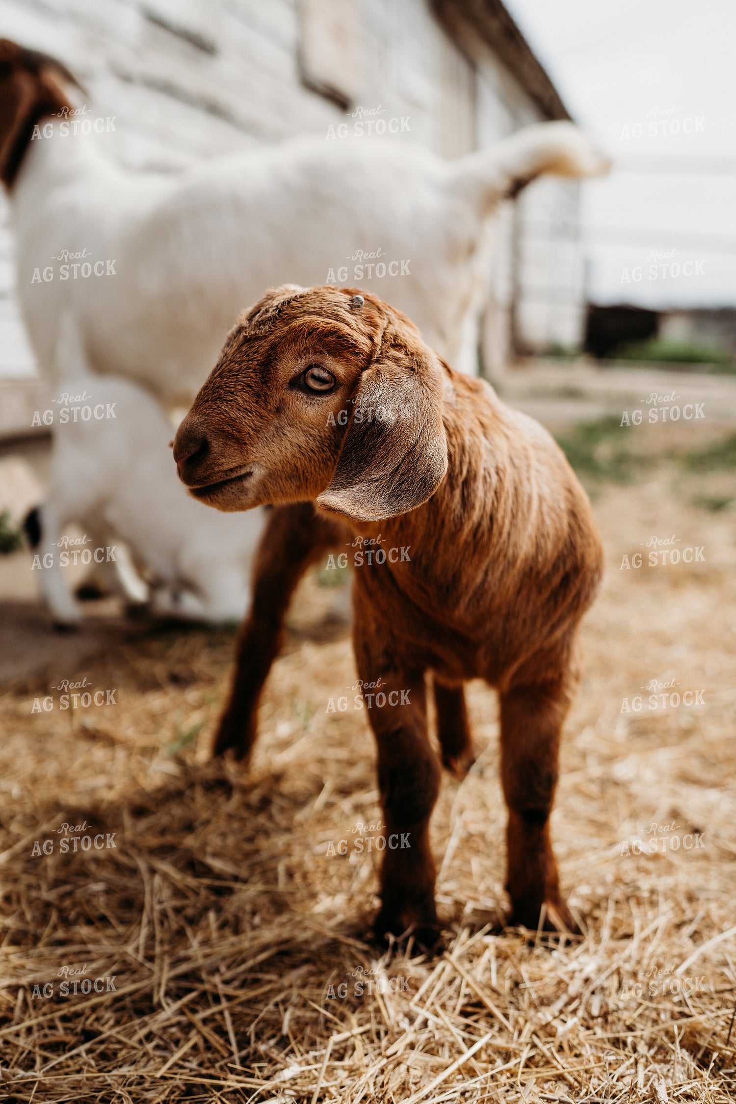 Goat Kid 196261